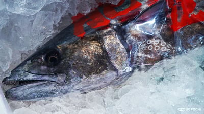 冬に旨い脂がのってくる！「サワラ」