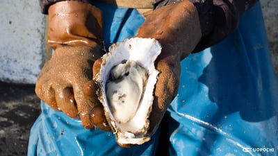 【三重県紀北町】ごくわずかだけ、幻の牡蠣「渡利牡蠣」