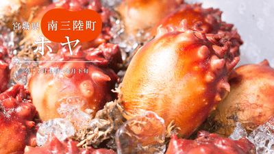 最盛期到来。 “肉厚な身”と“甘さ”がおいしい宮城産「ホヤ」