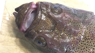 石川県輪島産アオミシマ、 顔のインパクト大
